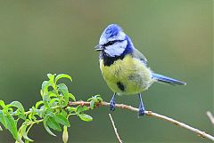 Eurasian Blue Tit